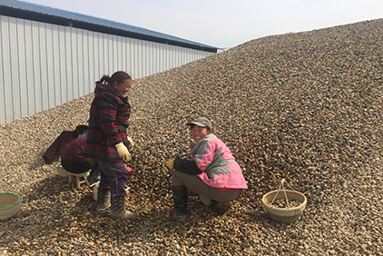 factory of pebble stone products Nanjing