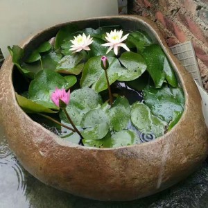 Natural boulder planter for aquatic plants