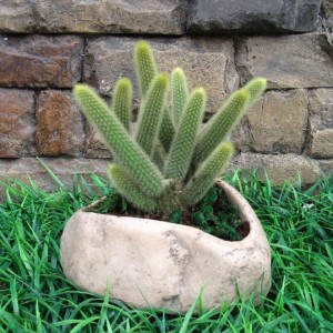 Natural boulder planter for succulents