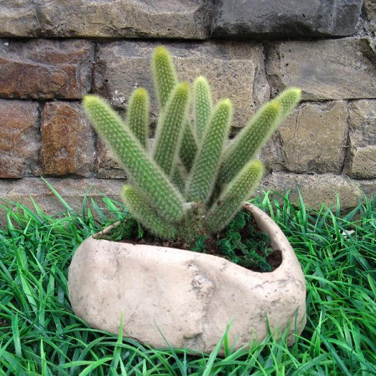 Natural boulder planter for succulents Featured Image